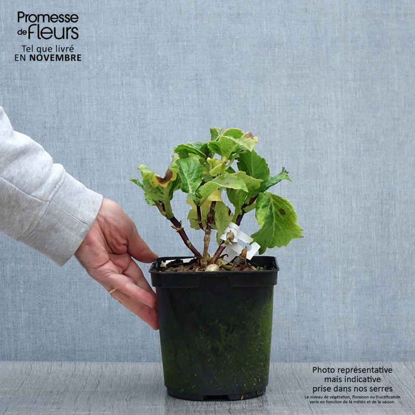 Ejemplar de Hortensia macrophylla So Long Aya - Hydrangea Maceta 3L/4L entregado en otoño