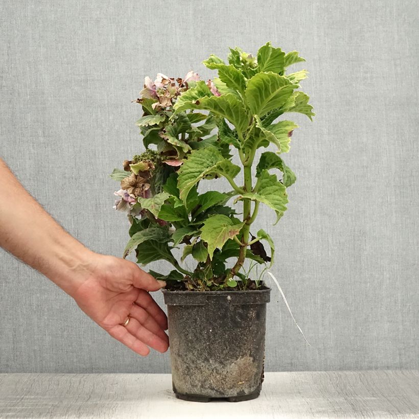 Ejemplar de Hortensia macrophylla So Long Starlit Sky - Hydrangea Maceta 3L/4L entregado en verano