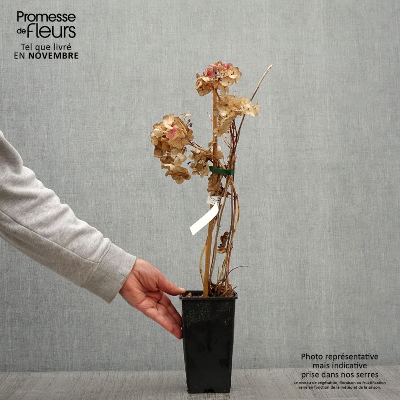 Ejemplar de Hortensia macrophylla So Long Rosy - Hydrangea Maceta 1,5L/2L entregado en otoño