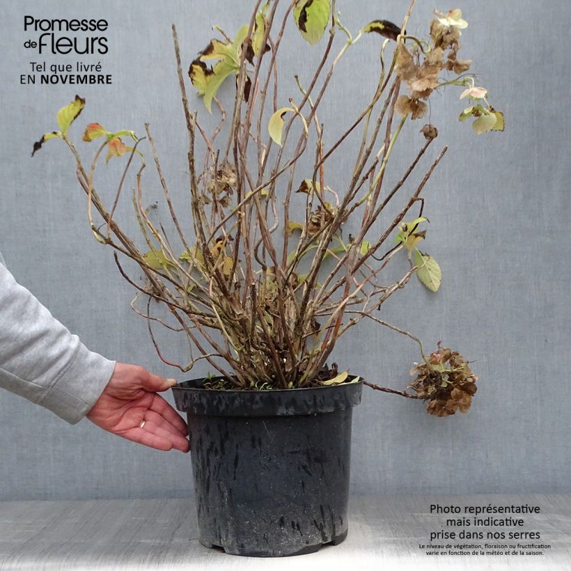 Ejemplar de Hortensia macrophylla Soeur Thérèse - Hydrangea Maceta 7,5L/10L entregado en otoño