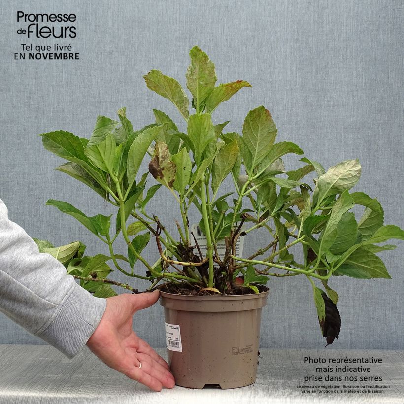 Ejemplar de Hortensia macrophylla Soeur Thérèse - Hydrangea Maceta 2L/3L entregado en otoño