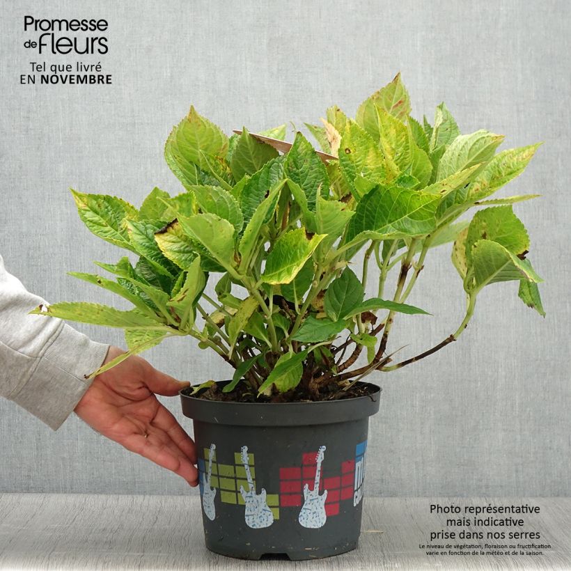 Ejemplar de Hortensia macrophylla Soft Pink Salsa - Hydrangea Maceta 4L/5L entregado en otoño