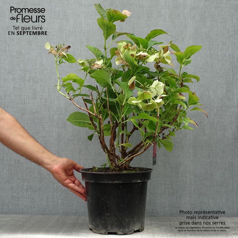 Ejemplar de Hortensia macrophylla Teller Pink - Hydrangea Maceta 7,5L/10L entregado en otoño