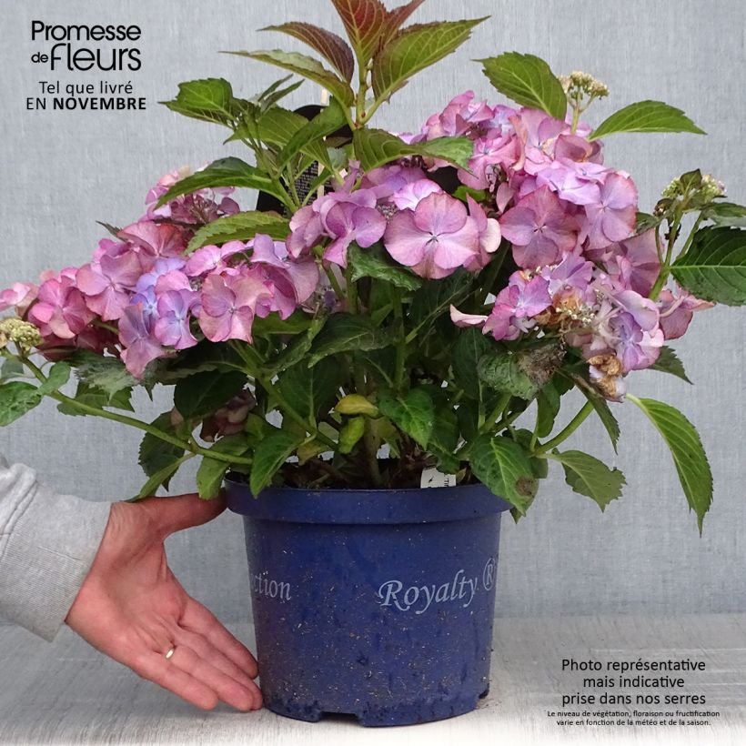 Ejemplar de Hortensia macrophylla Tiffany - Hydrangea Maceta 4L/5L entregado en otoño