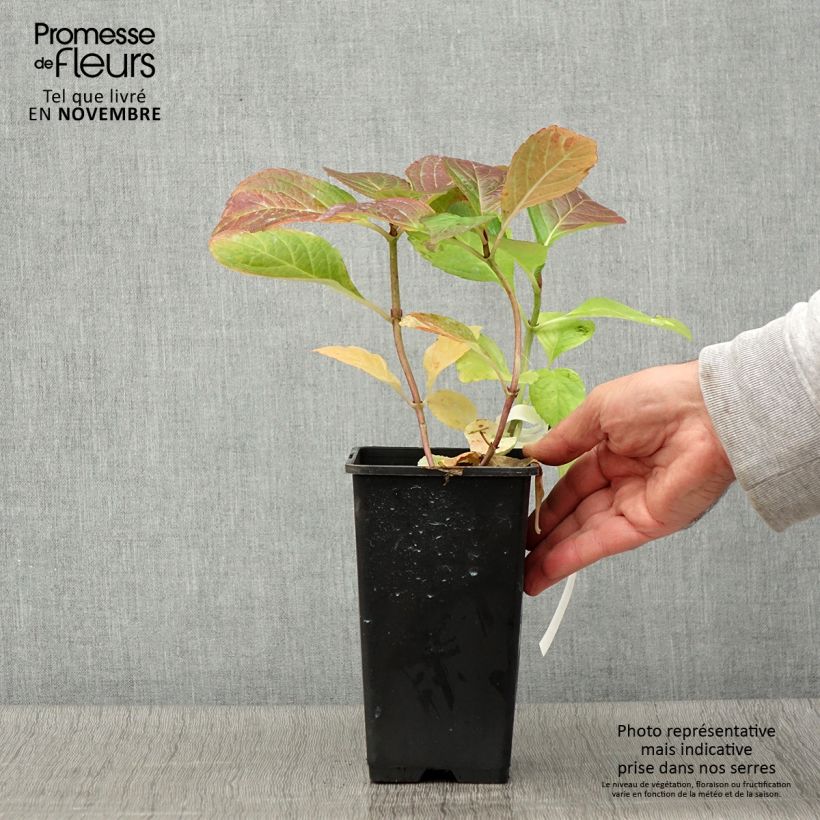 Ejemplar de Hortensia macrophylla Tinkerbell - Hydrangea Maceta 1,5L/2L entregado en otoño