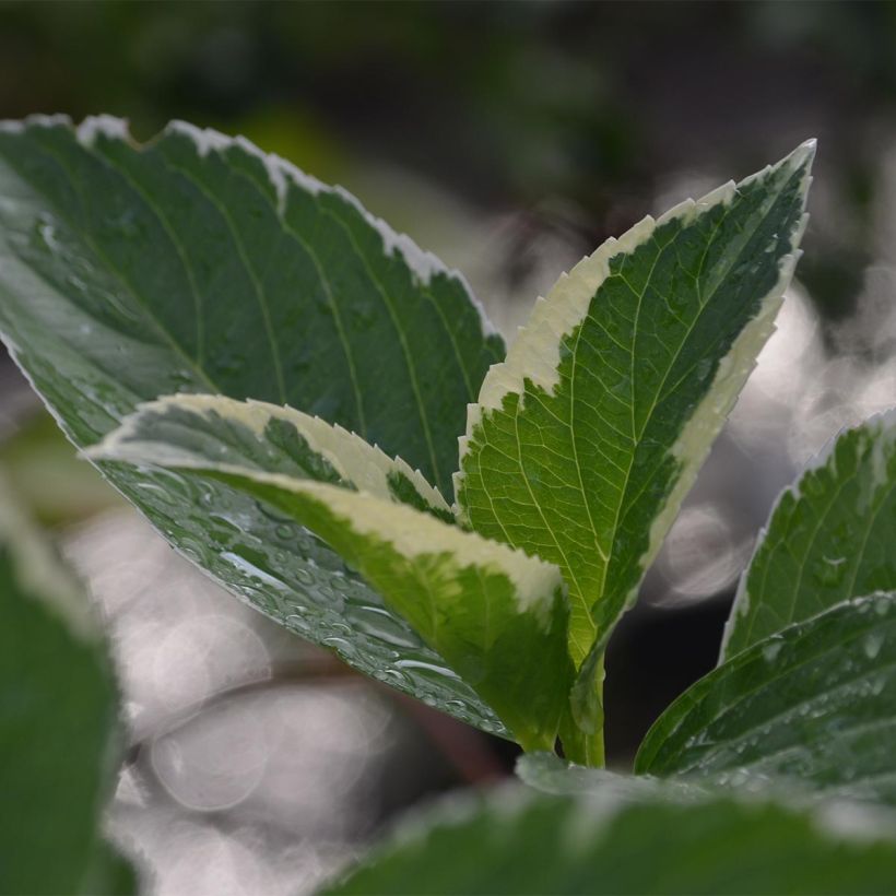 Hortensia macrophylla Tricolor - Hydrangea (Follaje)