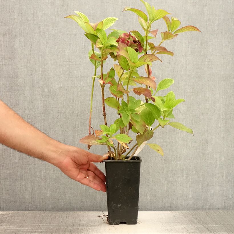 Ejemplar de Hortensia macrophylla Valvert - Hydrangea Maceta 1,5L/2L entregado en verano