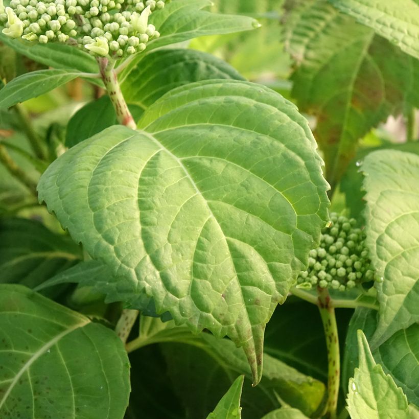Hortensia macrophylla Veitchii - Hydrangea (Follaje)