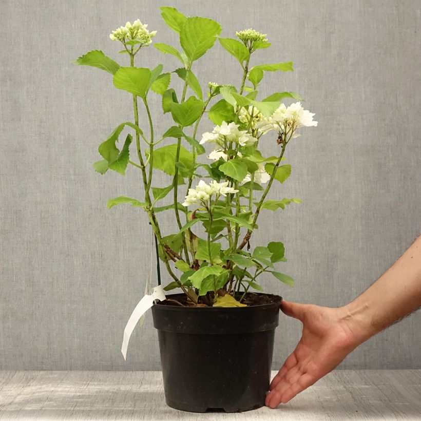 Ejemplar de Hortensia macrophylla Verdi - Hydrangea Maceta 4L/5L entregado en verano