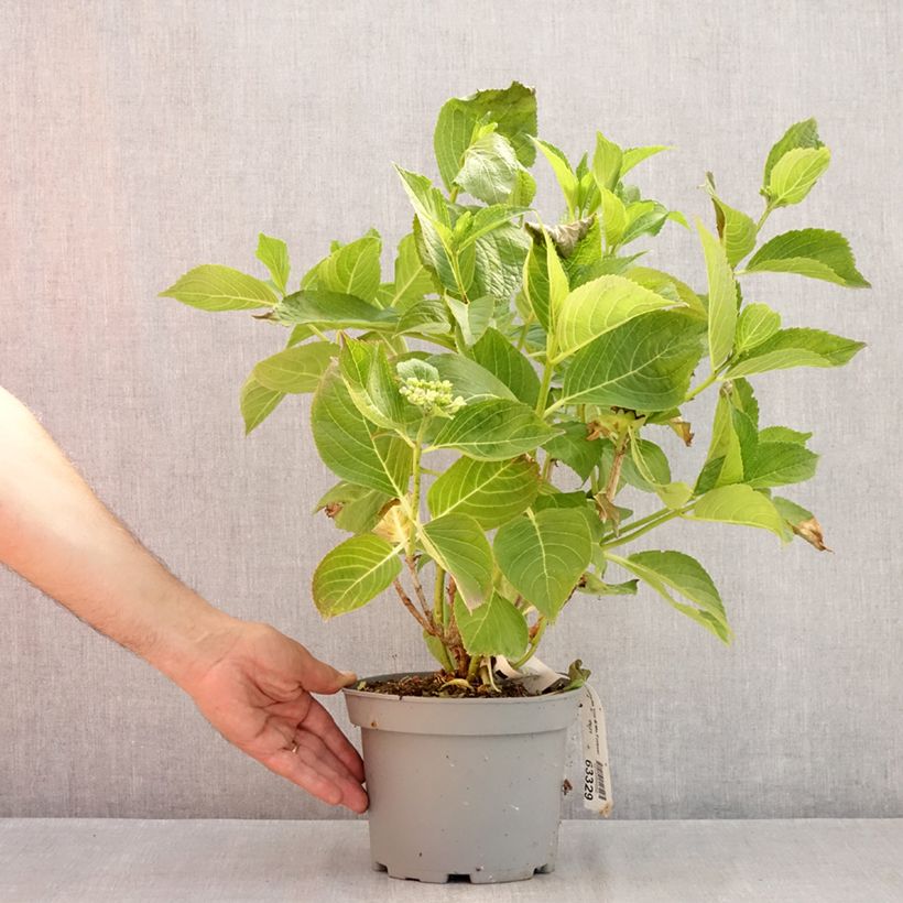 Ejemplar de Hortensia macrophylla You and Me Forever - Hydrangea Maceta 2L/3L entregado en verano