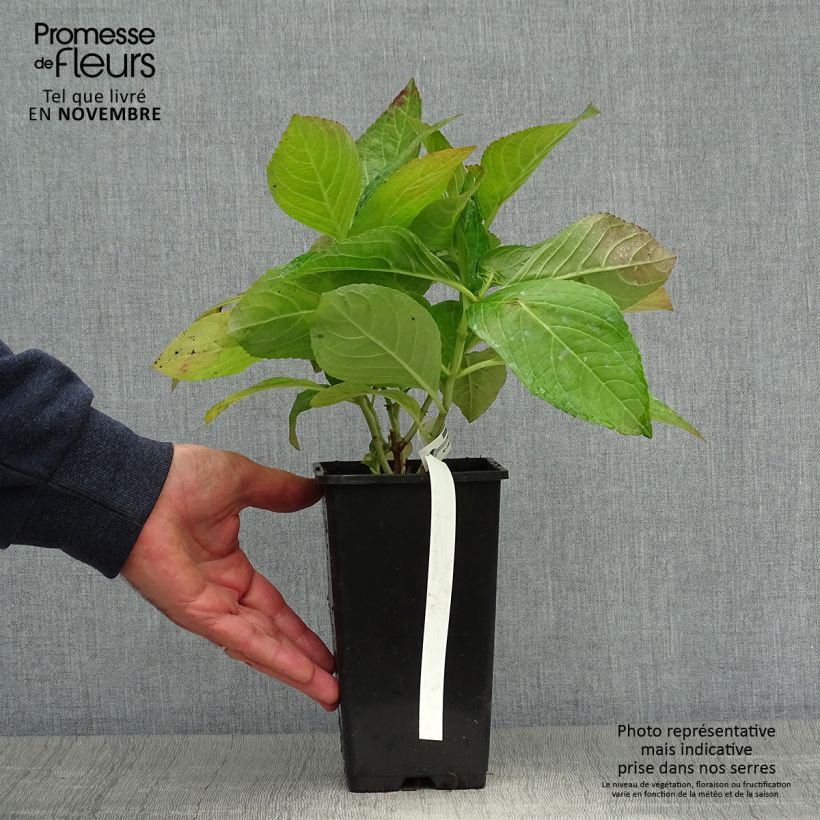Ejemplar de Hortensia macrophylla You and Me Romance - Hydrangea Maceta 1,5L/2L entregado en otoño