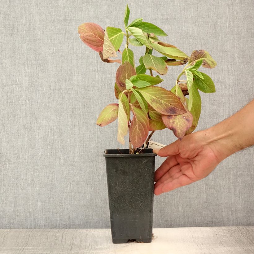Ejemplar de Hortensia macrophylla You and Me Romance - Hydrangea Maceta 1,5L/2LAltura de entrega aprox. 10/20cm entregado en verano