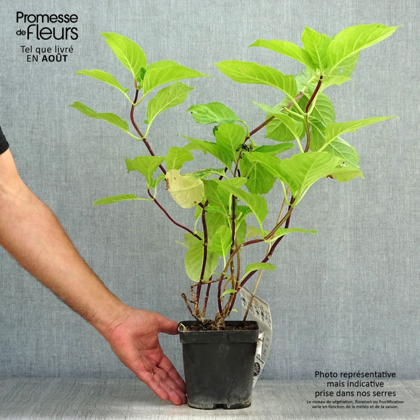 Ejemplar de Hortensia macrophylla Zorro Rosa - Hydrangea Maceta 2L/3L entregado en verano