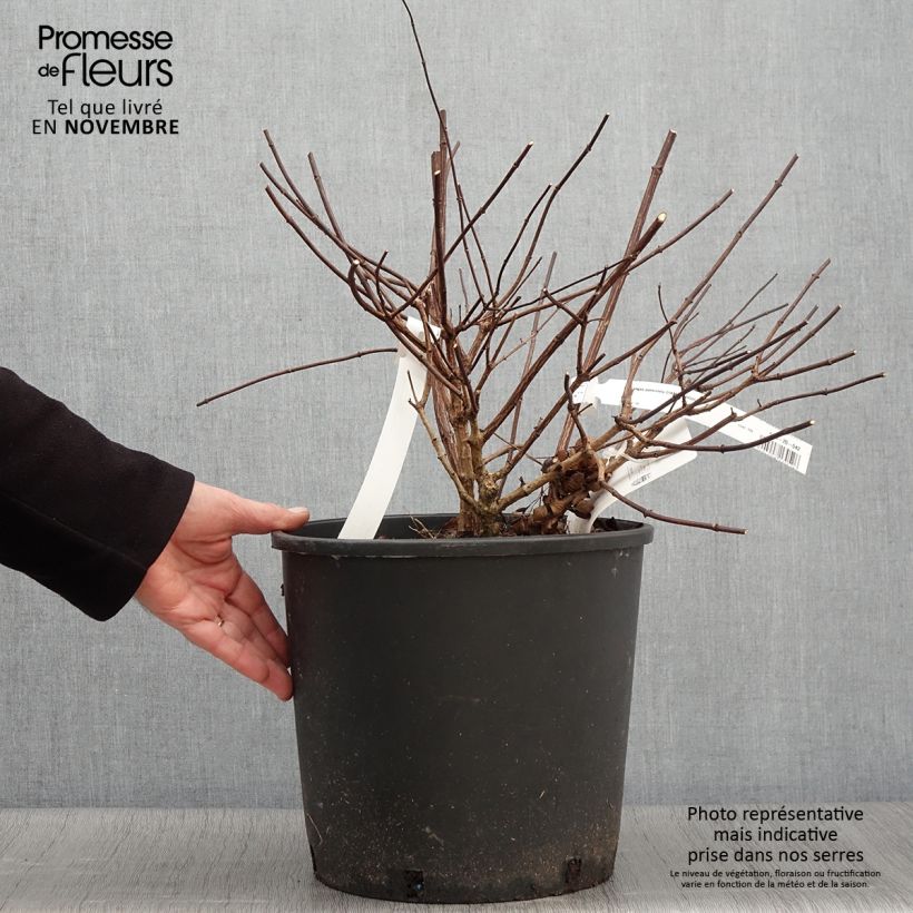 Ejemplar de Hortensia paniculata Diamant Rouge - Hydrangea paniculata Maceta 7,5L/10L entregado en otoño