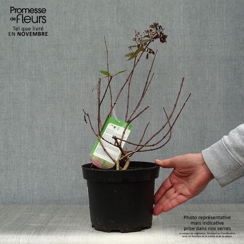 Ejemplar de Hortensia paniculata Diamant Rouge - Hydrangea paniculata Maceta 2L/3L entregado en otoño