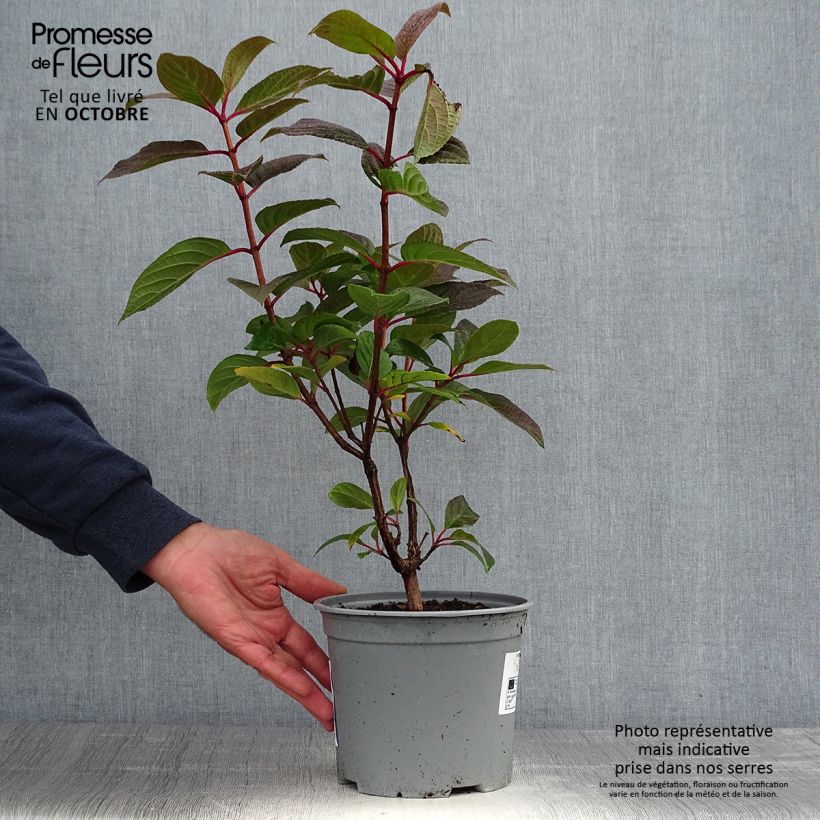 Ejemplar de Hortensia paniculata Early Sensation - Hydrangea paniculata Maceta 3L/4L entregado en otoño
