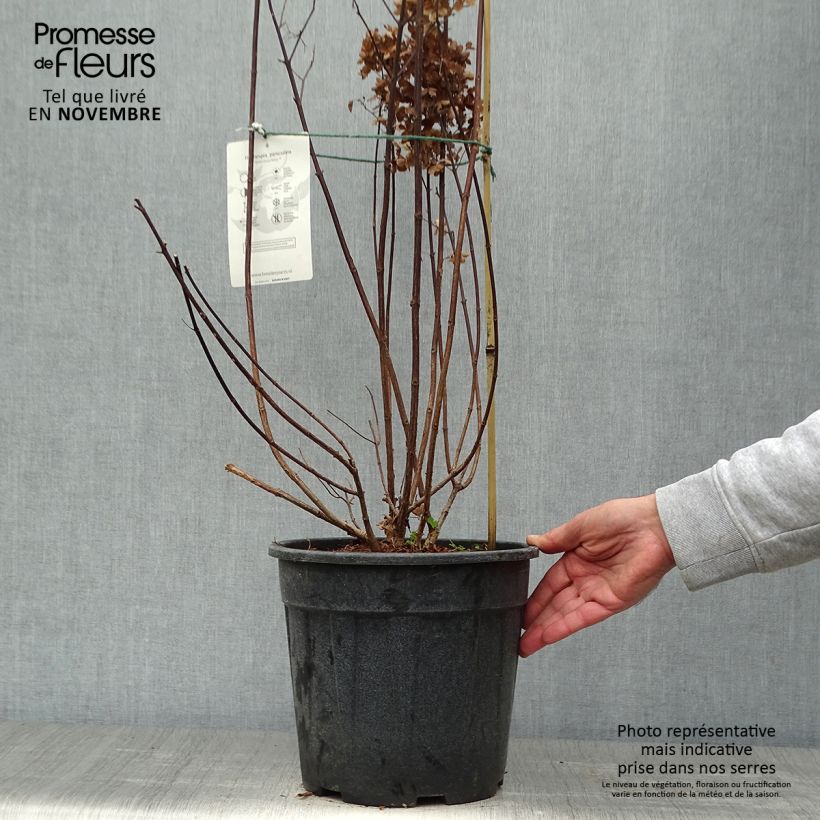 Ejemplar de Hortensia paniculata Fraise Melba - Hydrangea Maceta 7,5L/10L entregado en otoño