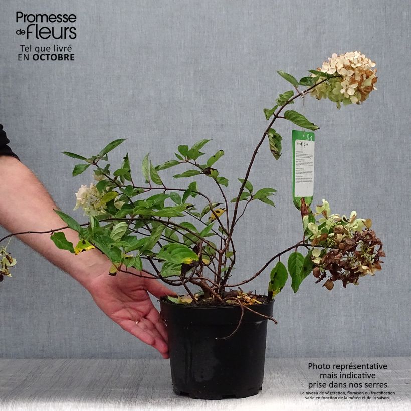 Ejemplar de Hortensia paniculata Grandiflora - Hydrangea Maceta 3L/4L entregado en otoño