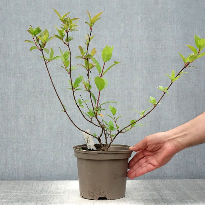 Ejemplar de Hortensia paniculata Grandiflora - Hydrangea Maceta 3L/4LAltura de entrega aprox. 40+cm entregado en verano