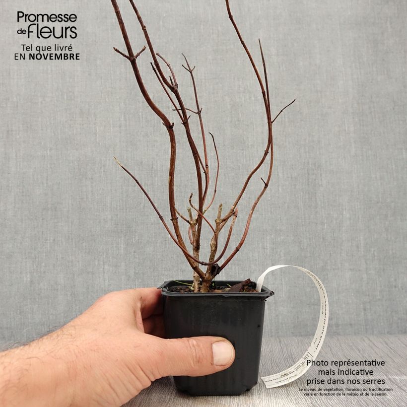 Ejemplar de Hortensia paniculata Grandiflora - Hydrangea Maceta de 8/9 cm entregado en otoño