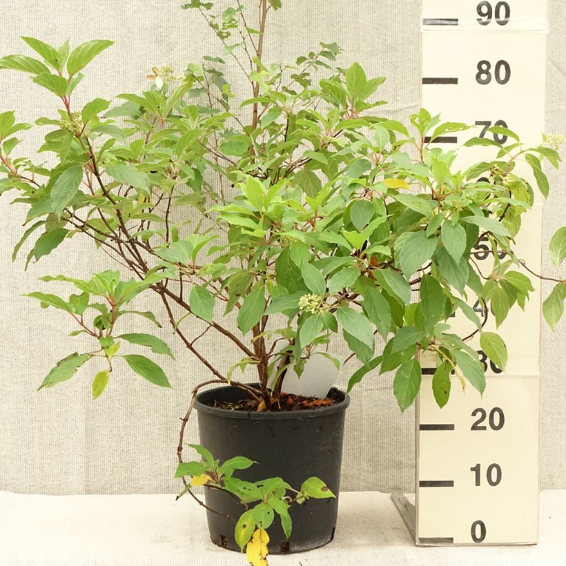Ejemplar de Hortensia paniculata Great Star Le Vasterival - Hydrangea Maceta 7,5L/10L entregado en verano