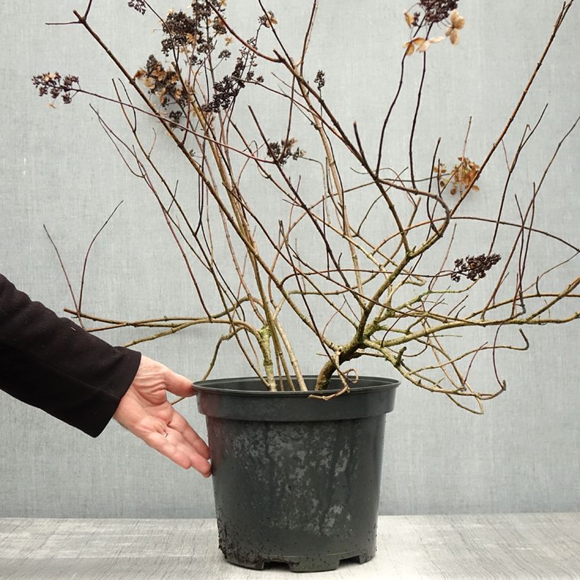 Ejemplar de Hortensia paniculata Kyushu - Hydrangea Maceta 7,5L/10L entregado en otoño