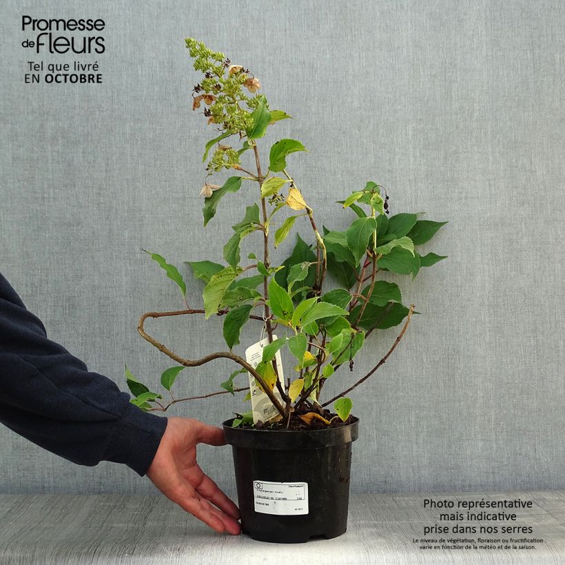 Ejemplar de Hortensia paniculata Kyushu - Hydrangea Maceta 3L/4L entregado en otoño