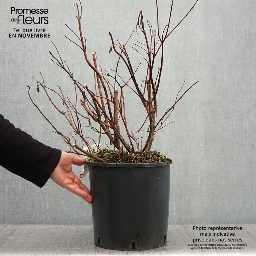 Ejemplar de Hortensia paniculata Levana - Hydrangea paniculata Maceta 7,5L/10L entregado en otoño