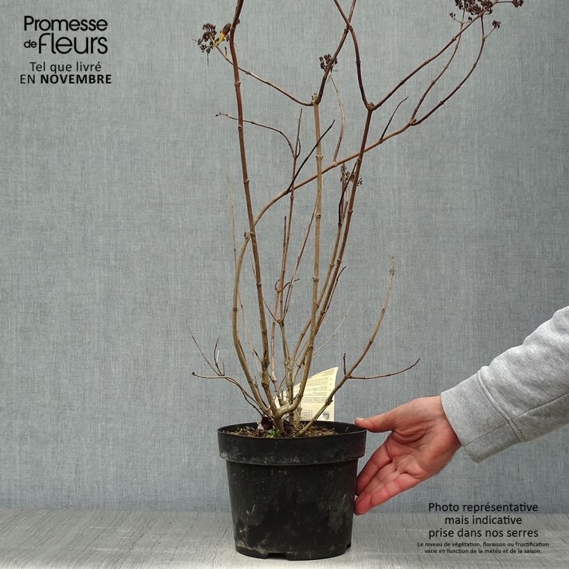 Ejemplar de Hortensia paniculata Levana - Hydrangea paniculata Maceta 3L/4L entregado en otoño
