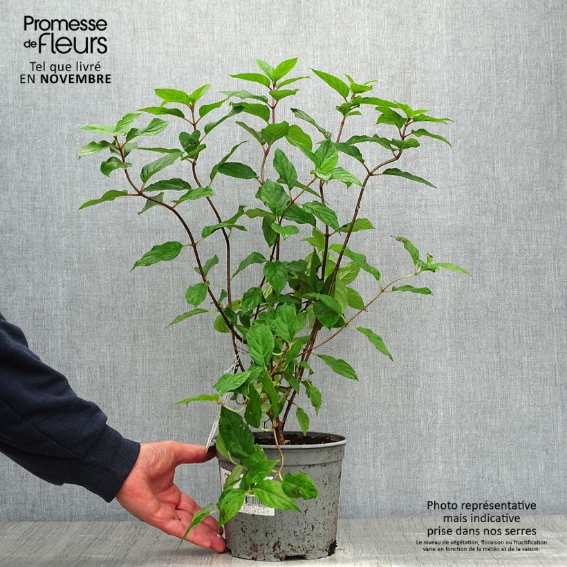 Ejemplar de Hortensia paniculata Limelight - Hydrangea paniculata Maceta 3L/4L entregado en otoño
