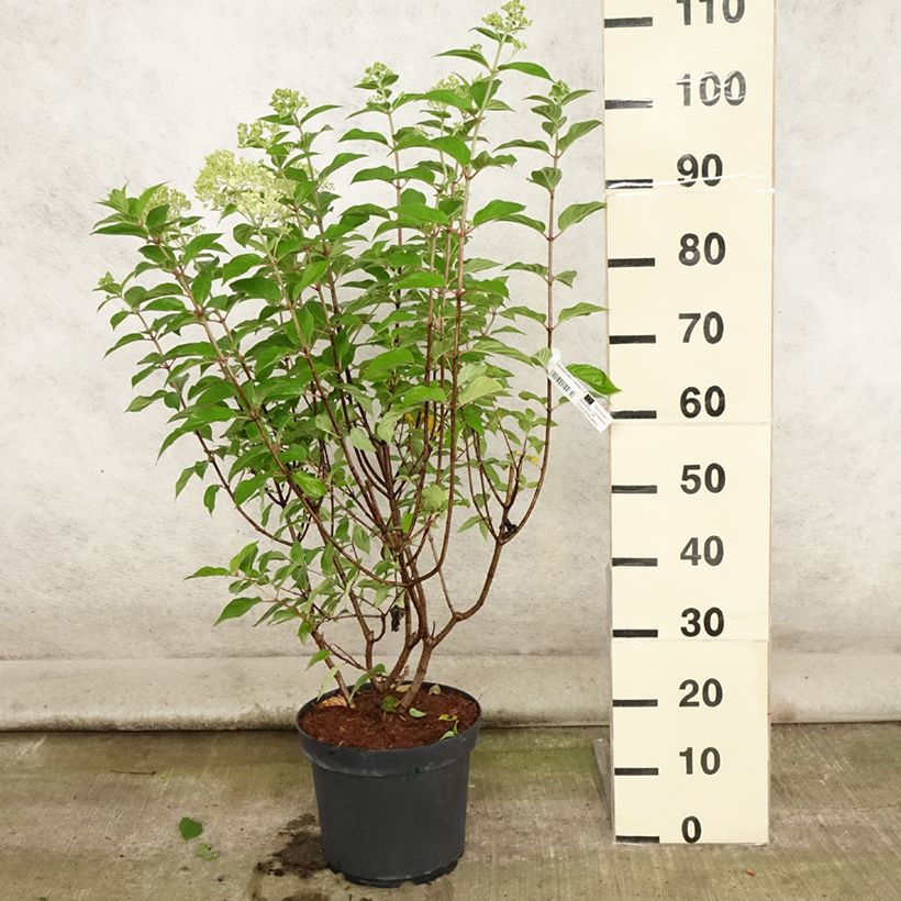 Ejemplar de Hortensia paniculata Limelight - Hydrangea paniculata Maceta 6L/7LAltura de entrega aprox. 50+cm entregado en verano