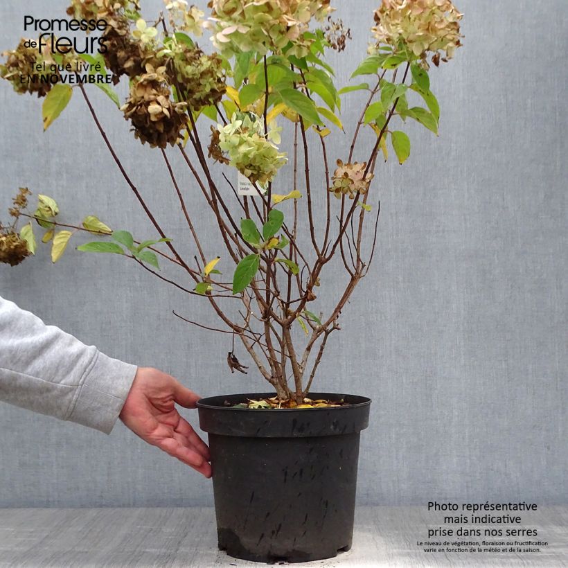 Ejemplar de Hortensia paniculata Limelight - Hydrangea paniculata Maceta 6L/7L entregado en otoño