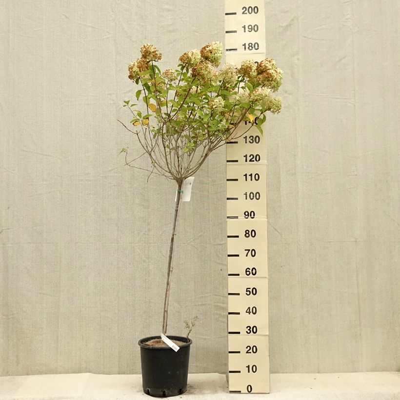 Ejemplar de Hortensia paniculata Limelight - Hydrangea paniculata Maceta 12L/15LAltura de entrega aprox. 90/+cm entregado en verano