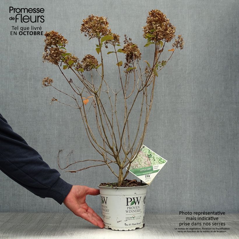 Ejemplar de Hortensia paniculata Little Lime - Hydrangea Maceta 3L/4L entregado en otoño