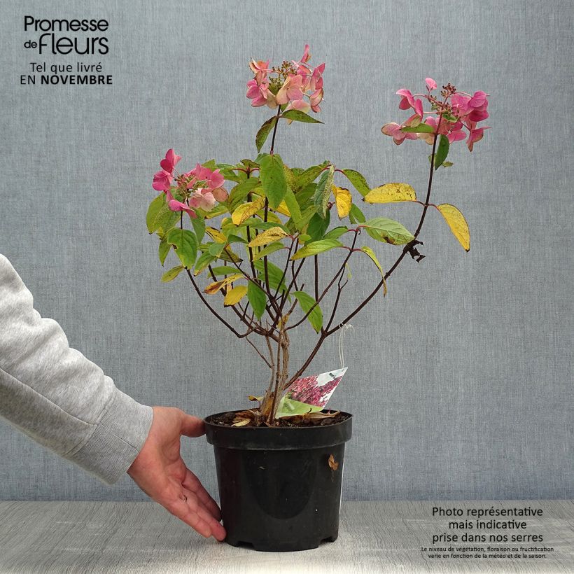 Ejemplar de Hortensia paniculata Mega Mindy - Hydrangea paniculata Maceta 2L/3L entregado en otoño