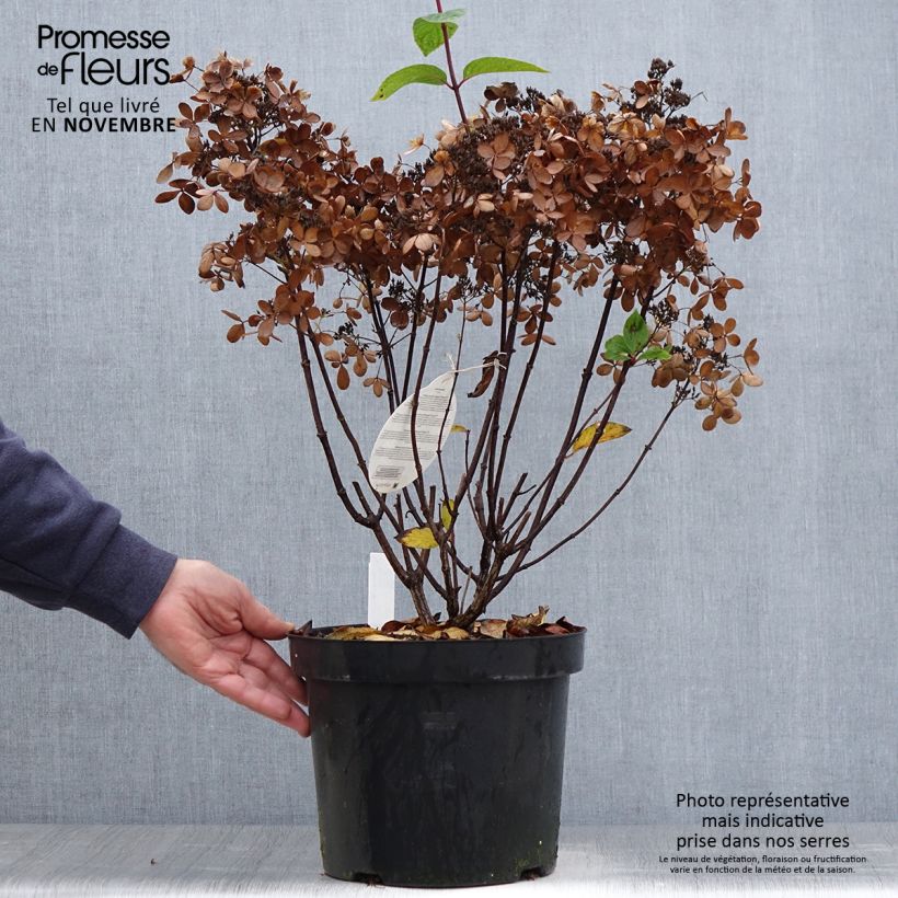 Ejemplar de Hortensia paniculata Pastelgreen - Hydrangea paniculata Maceta 7,5L/10L entregado en otoño