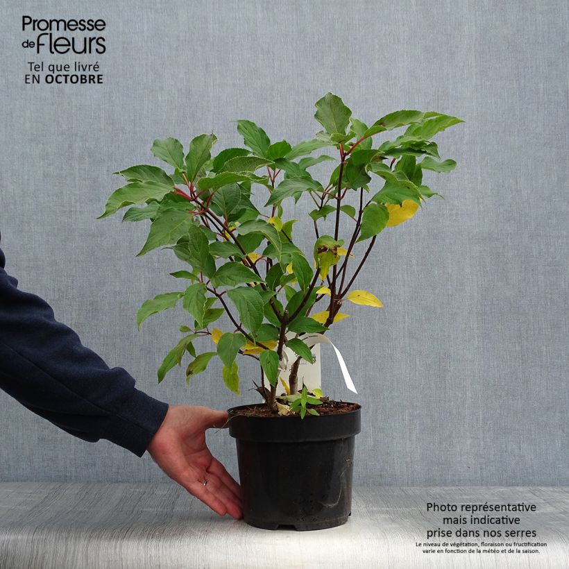 Ejemplar de Hortensia paniculata Phantom - Hydrangea Maceta 2L/3L entregado en otoño