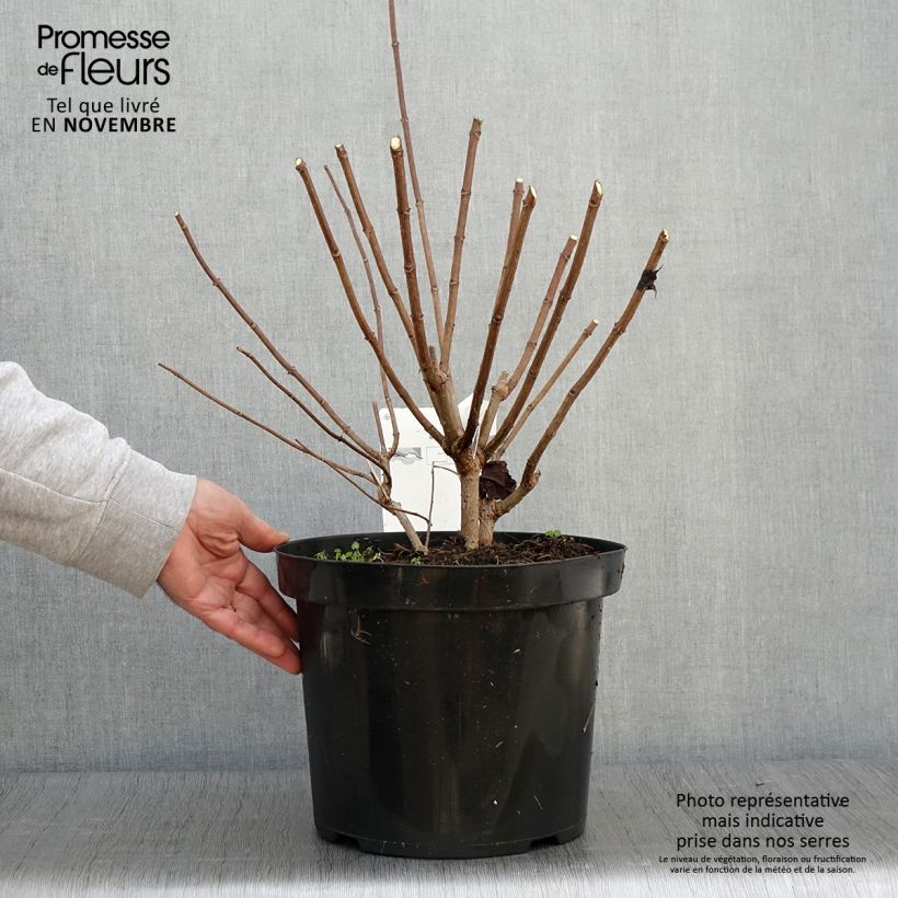 Ejemplar de Hortensia paniculata Phantom - Hydrangea Maceta 7,5L/10L entregado en otoño