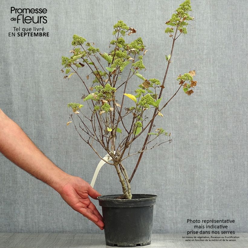 Ejemplar de Hortensia paniculata Prim White - Hydrangea paniculata Maceta 2L/3LAltura de entrega aprox. 30/40cm entregado en verano