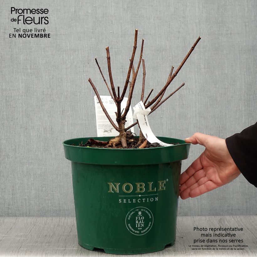 Ejemplar de Hortensia paniculata Silver Dollar - Hydrangea paniculata Maceta 7,5L/10L entregado en otoño