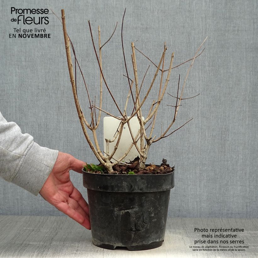 Ejemplar de Hortensia paniculata Sundae Fraise - Hydrangea Maceta 2L/3L entregado en otoño