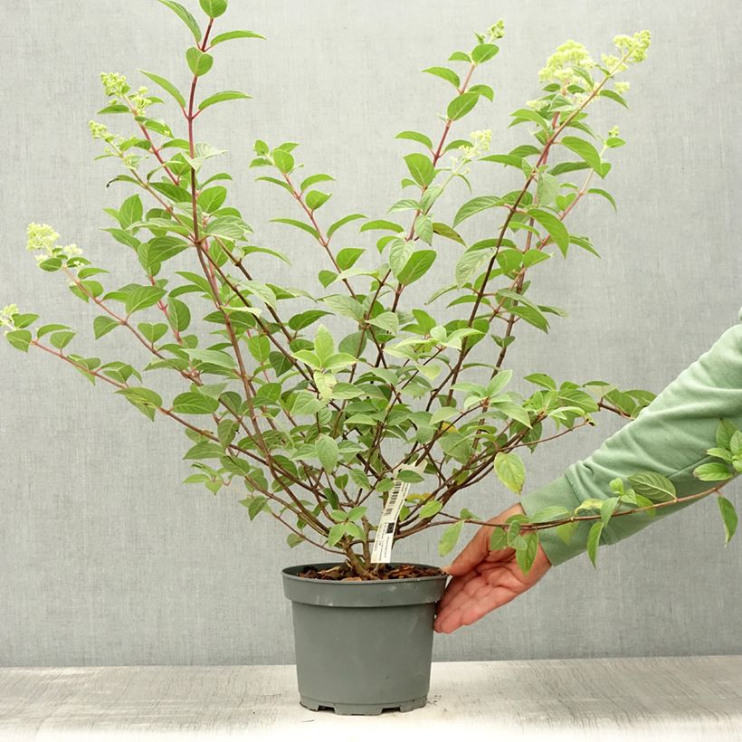 Ejemplar de Hortensia paniculata Sundae Fraise - Hydrangea Maceta 3L/4LAltura de entrega aprox. 20/30cm entregado en verano