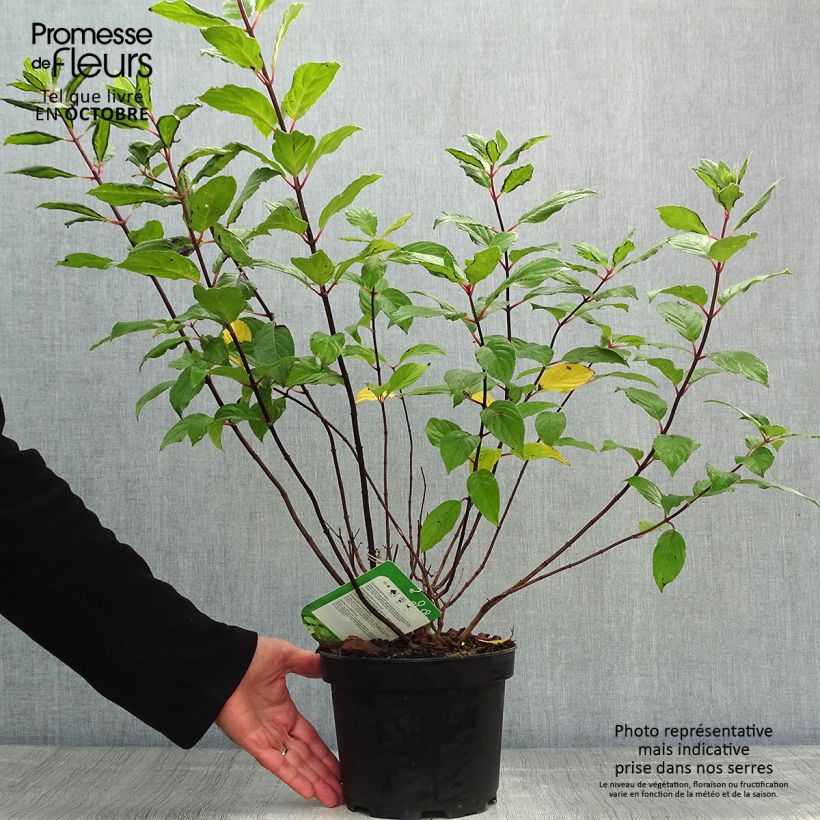 Ejemplar de Hortensia paniculata Unique - Hydrangea Maceta 2L/3L entregado en otoño