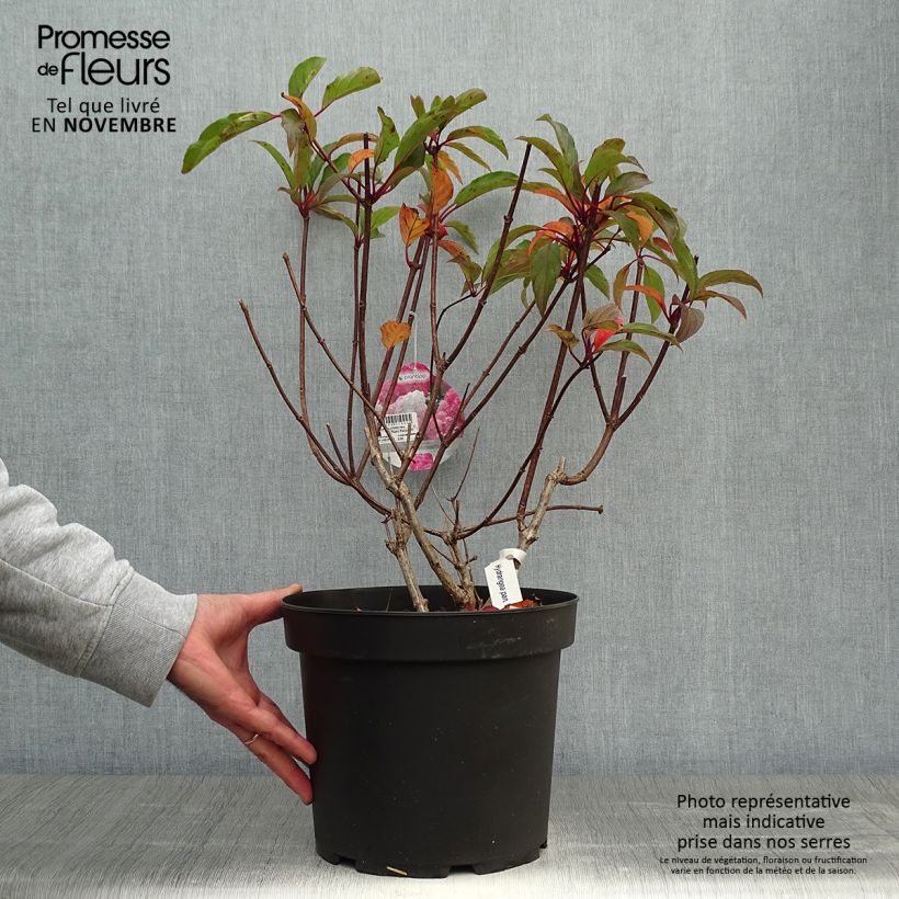 Ejemplar de Hortensia paniculata Vanille Fraise - Hydrangea Maceta 7,5L/10L entregado en otoño