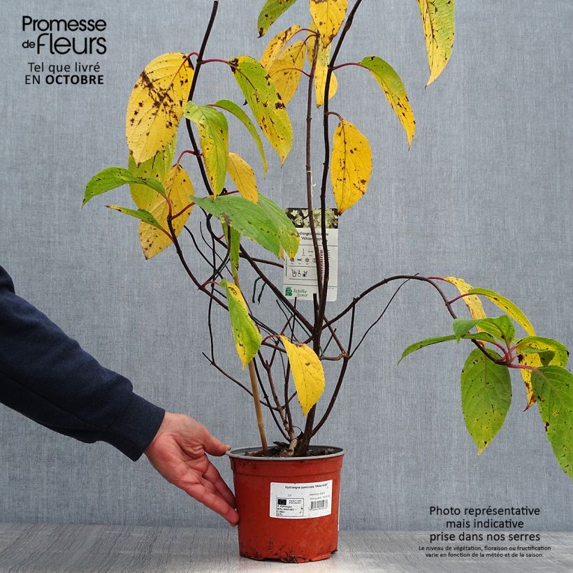 Ejemplar de Hortensia paniculata White Moth - Hydrangea paniculata Maceta 2L/3L entregado en otoño
