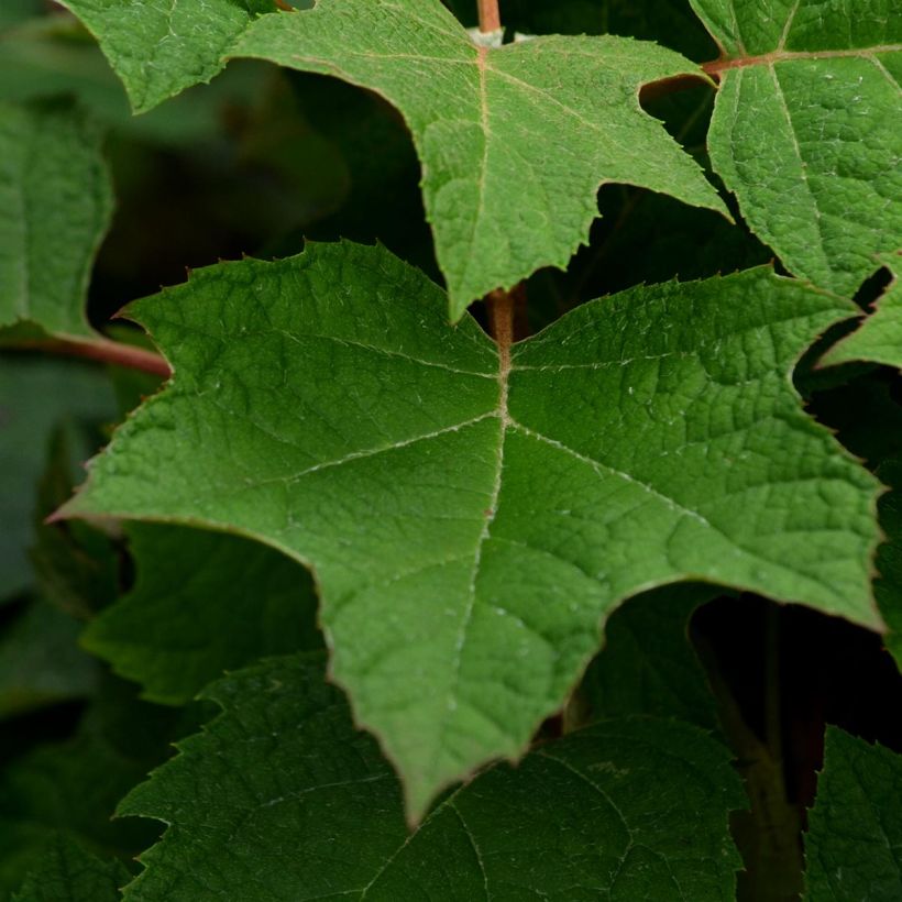 Hortensia quercifolia Harmony - Hortensia de hoja de roble (Follaje)