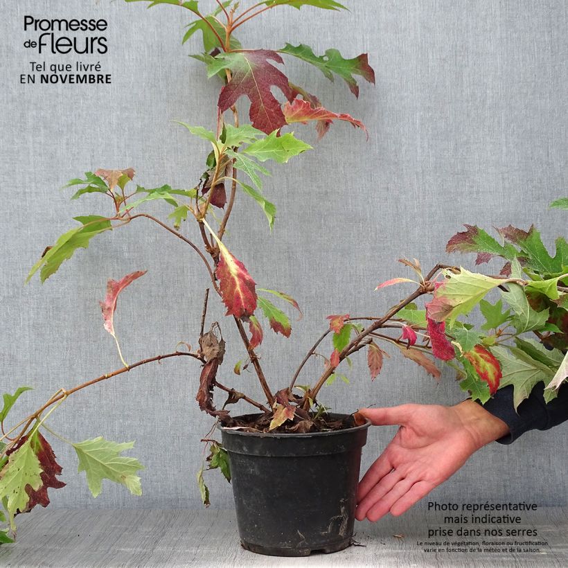 Ejemplar de Hortensia quercifolia Ice Crystal - Hortensia de hoja de roble Maceta 4L/5L entregado en otoño