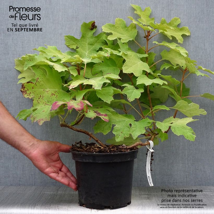Ejemplar de Hortensia quercifolia Little Honey - Hortensia de hoja de roble Maceta 4L/5L entregado en otoño