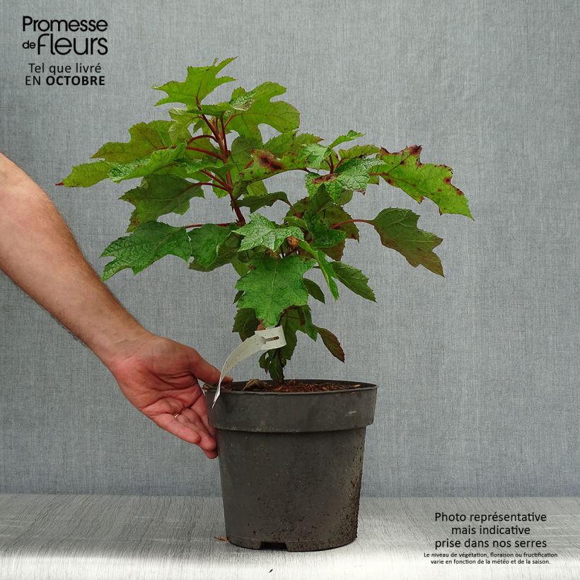Ejemplar de Hortensia quercifolia Ruby Slippers - Hortensia de hoja de roble Maceta 3L/4L entregado en otoño