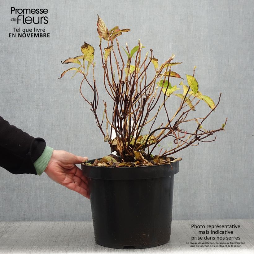 Ejemplar de Hortensia serrata Avelroz - Hydrangea Maceta 7,5L/10L entregado en otoño